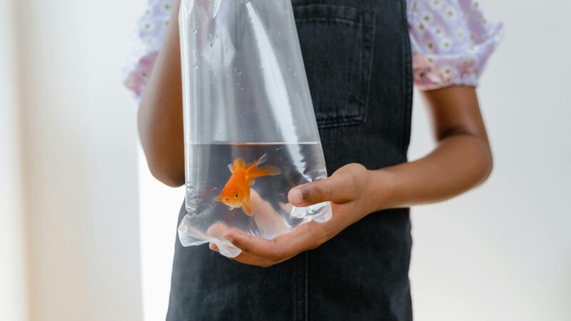 Low Maintenance Pets for Kids: Perfect Companions for Little Hands