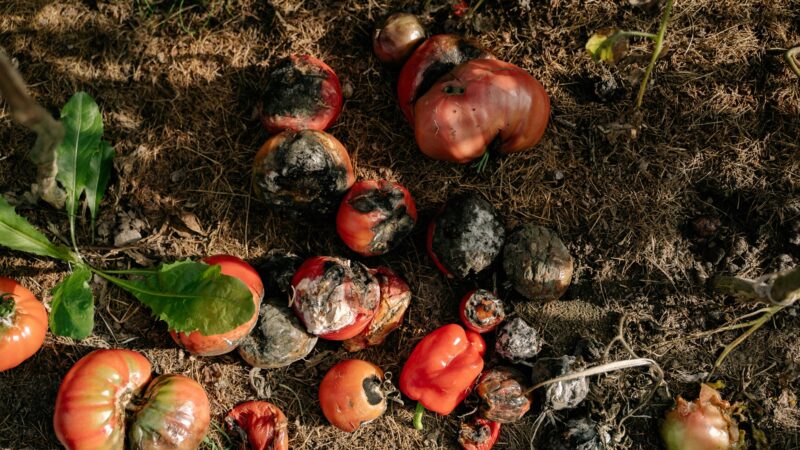 How to Teach Kids About Composting